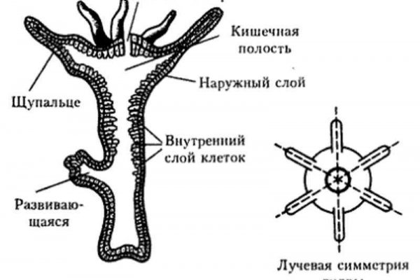 Сайт кракен через тор