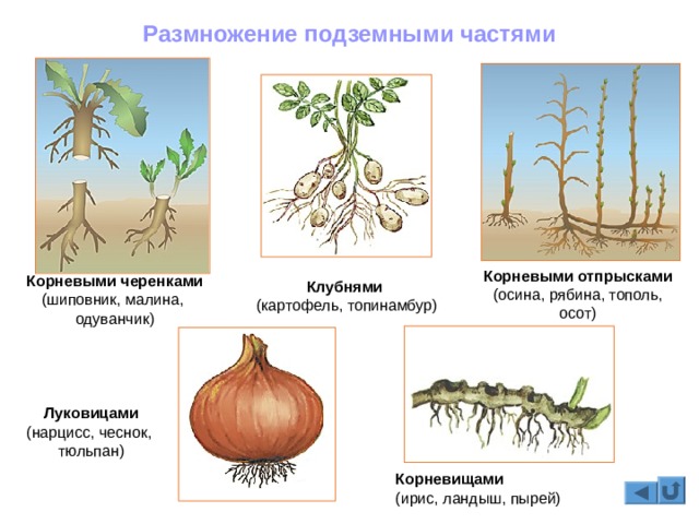 Кракен новый маркетплейс